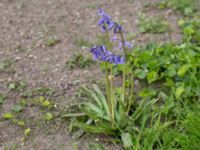 Hyacinthoides non-scripta Norra hamnen, Malmö, Skåne, Sweden 20150523_0044