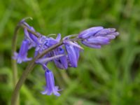 Hyacinthoides non-scripta Norra hamnen, Malmö, Skåne, Sweden 20150523_0047