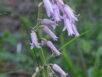 Hyacinthoides × massartiana Björka, Helsingborg, Skåne, Sweden 20240601_0056