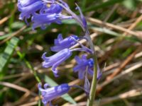 Hyacinthoides × massartiana Terekudden, Bunkeflo strandängar, Malmö, Skåne, Sweden 20230512_0057