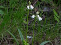 Hyacinthoides x massartiana Jägersrovägen, Malmö, Skåne, Sweden 20210527_0046