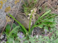 Hyacinthus orientalis Grodreservatet, Norra hamnen, Malmö, Skåne, Sweden 20200427_0044