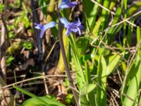 Hyacinthus orientalis Ulricedal, Malmö, Skåne, Sweden 20200321_0075