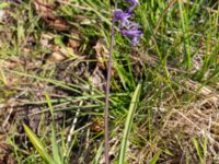 Hyacinthus orientalis Ulricedal, Malmö, Skåne, Sweden 20210501_0076