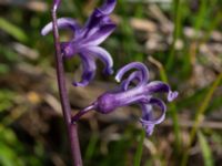 Hyacinthus orientalis Ulricedal, Malmö, Skåne, Sweden 20210501_0078