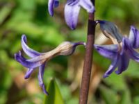 Hyacinthus orientalis Ulricedal, Malmö, Skåne, Sweden 20210501_0086