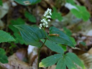 Maianthemum bifolium - May Lily - Ekorrbär