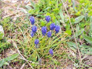 Muscari armeniacum - Grape Hyacinth - Armenisk pärlhyacint