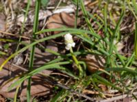 Muscari armeniacum Skjutbanorna, Lernacken, Malmö, Skåne, Sweden 20190420_0023