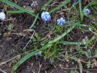 Muscari azureum Vattentornsvägen, Kristianstad, Skåne, Sweden 20160408_0002