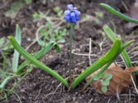 Muscari azureum Vattentornsvägen, Kristianstad, Skåne, Sweden 20160408_0003