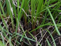 Muscari botryoides Ödetomterna, Bunkeflo strandängar, Malmö, Skåne, Sweden 20170413_0079