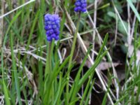 Muscari botryoides Ödetomterna, Bunkeflo strandängar, Malmö, Skåne, Sweden 20170413_0080