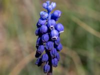 Muscari botryoides Hammars backar, Ystad, Skåne, Sweden 20190417_0025