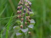 Muscari botryoides Lidängelunds rekreationsområde, Malmö, Skåne, Sweden 20170529_0011