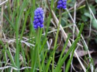 Muscari botryoides Scoutstugan, Bunkeflo strandängar, Malmö, Skåne, Sweden 20170413_0076