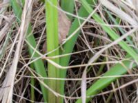 Muscari botryoides Scoutstugan, Bunkeflo strandängar, Malmö, Skåne, Sweden 20170413_0090