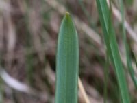 Muscari botryoides Scoutstugan, Bunkeflo strandängar, Malmö, Skåne, Sweden 20170413_0095