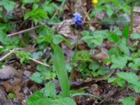 Muscari latifolium Toarp, Malmö, Skåne, Sweden 20170415_0020