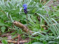 Muscari latifolium Toarp, Malmö, Skåne, Sweden 20170415_0022