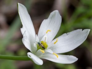 Ornithogalum divergens - Spärrmorgonstjärna