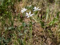 Ornithogslum divergens Köpmangatan, Mörbylånga, Öland, Sweden 20170526_0050