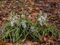 Ornithogalum nutans Bågskyttedungen, Ribersborg, Malmö, Skåne, Sweden 20230423_0065