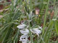 Ornithogalum nutans Bågskyttedungen, Ribersborg, Malmö, Skåne, Sweden 20230423_0078