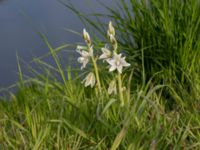 Ornithogalum nutans Birgit Nilssons bro, Malmö, Skåne, Sweden 20220501_0007