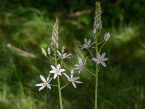 Ornithogalum pyramidale - Ungersk stjärnlök