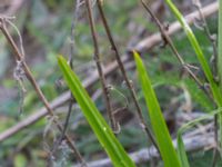 Ornithogalum pyrenaicum Grodreservatet, Norra hamnen, Malmö, Skåne, Sweden 20160529_0161