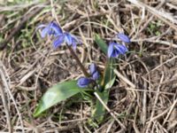 Othocallis siberica Hagtornsängen, Klagshamns udde, Malmö, Skåne, Sweden 20170325_0011