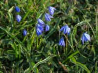 Othocallis siberica Vickleby kyrka, Mörbylånga, Öland, Sweden 20160409_0054