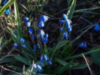 Othocallis siberica Vickleby kyrka, Mörbylånga, Öland, Sweden 20160409_0079