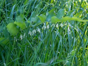 Polygonatum multiflorum - Solomon's-seal - Storrams