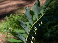 Polygonatum multiflorum Alnarpsparken, Lomma, Skåne, Sweden 20230602_0017