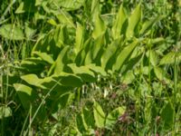 Polygonatum multiflorum Gråborg, Mörbylånga, Öland, Sweden 20150607_0034