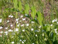 Polygonatum multiflorum Solviken, Mölle, Höganäs, Skåne, Sweden 20150515_0245