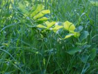 Polygonatum multiflorum Stensoffa fuktäng, Lund, Skåne, Sweden 20140601_0225