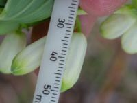 Polygonatum multiflorum × odoratum Käglinge rereationsområde, Malmö, Skåne, Sweden 20230521_0103