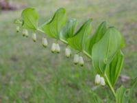 Polygonatum multiflorum × odoratum Käglinge rereationsområde, Malmö, Skåne, Sweden 20230521_0104