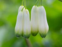 Polygonatum multiflorum × odoratum Ulricedal, Malmö, Skåne, Sweden 20230517_0012