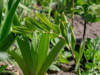 Polygonatum multiflorum x odoratum Borgeby reningsverk, Lomma, Skåne, Sweden 20190602_0239