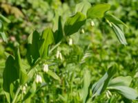 Polygonatum multiflorum x odoratum Ulricedal, Malmö, Skåne, Sweden 20200511_0024