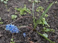 Scilla bifolia Glyttängen, Södra Friluftsstaden, Malmö, Skåne, Sweden 20190322_3