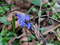 Scilla bifolia Terekudden, Bunkeflo strandängar, Malmö, Skåne, Sweden 20150314_0006