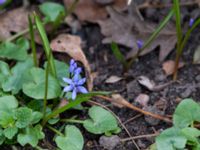 Scilla bifolia Terekudden, Bunkeflo strandängar, Malmö, Skåne, Sweden 20150314_0007