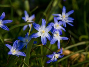 Scilla forbesii - Glory-of-the-snow - Vårstjärna