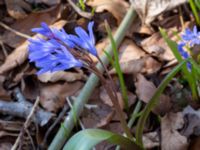 Scilla forbesii et Scilla bifolia Ulricedal, Malmö, Skåne, Sweden 20230401_0050