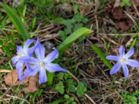 Scilla luciliae Sege by, Burlöv, Skåne, Sweden 20190323_0007